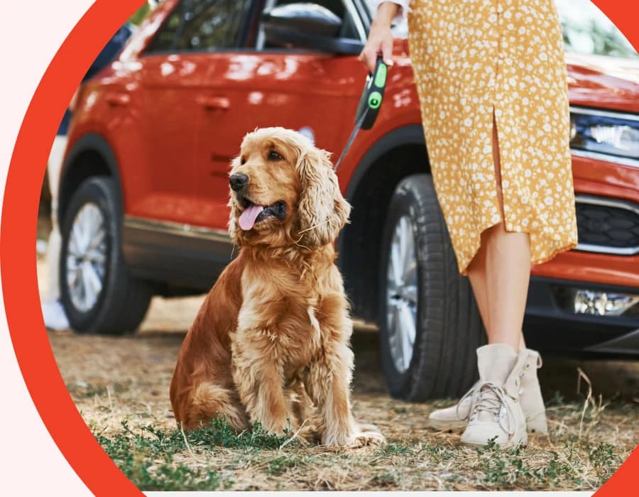 car seat hammock for dogs